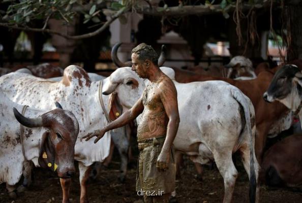 هشدار پزشكان هندی نسبت به استفاده از فضولات گاو برای درمان كرونا