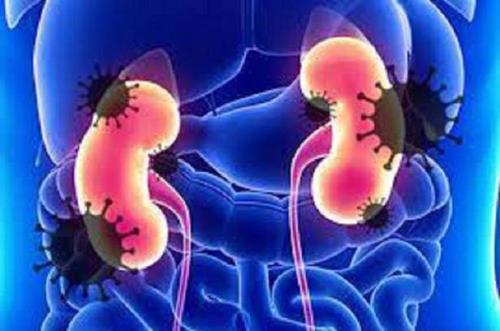 کووید 19 می تواند به بافت کلیه صدمه برساند