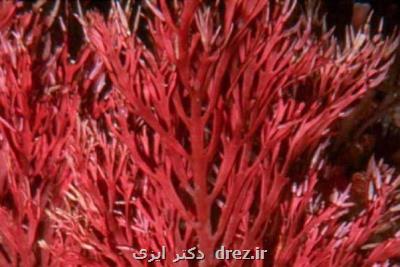 جلبک دریایی قرمز راهی برای درمان بیماری کبد چرب