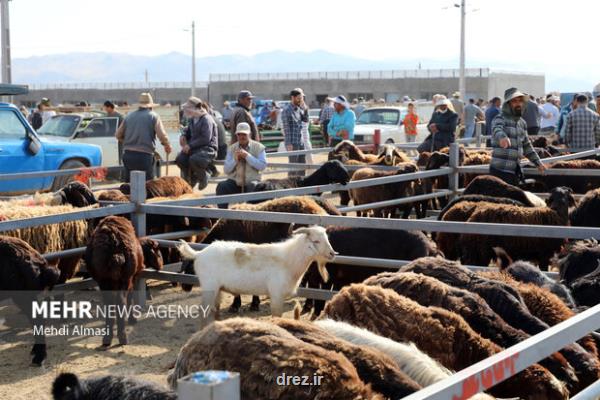 هشدار درباره ی ذبح غیر بهداشتی دام در عید قربان
