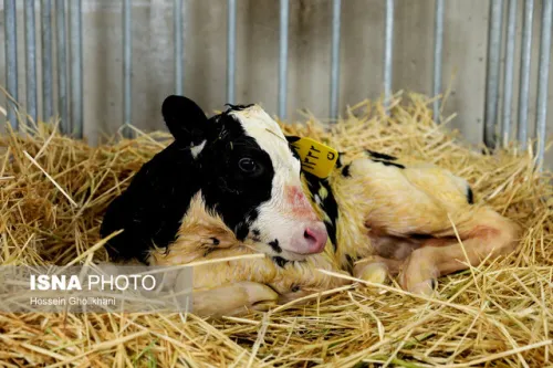 مأموریت جدید دولت به دانشگاه تهران در موضوع امنیت غذایی دام