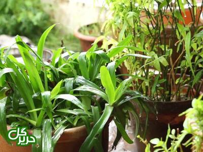 چند ترفند برای خوشگل كردن منزل با گیاهان آپارتمانی